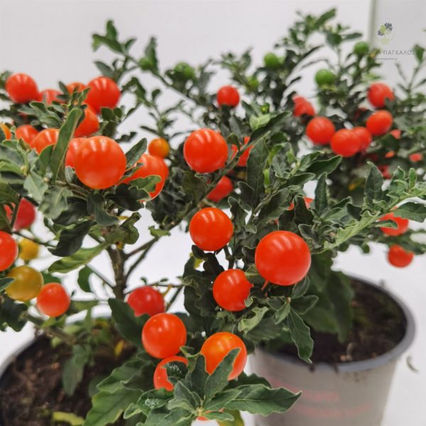 ΣΟΛΑΝΟΥΜ – Solanum pseudocapsicum - 2